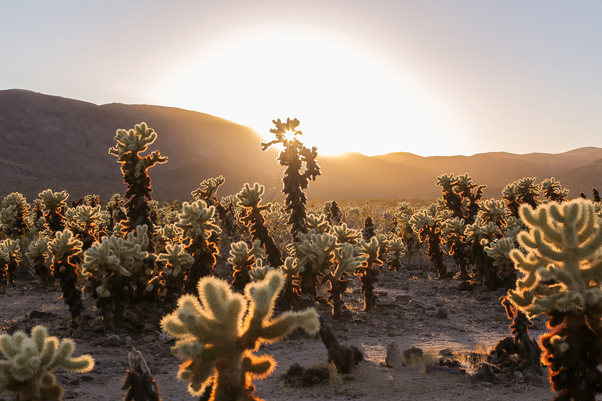 Sunset view of the Cholla Cactus Garden in Joshua Tree National Park, California.