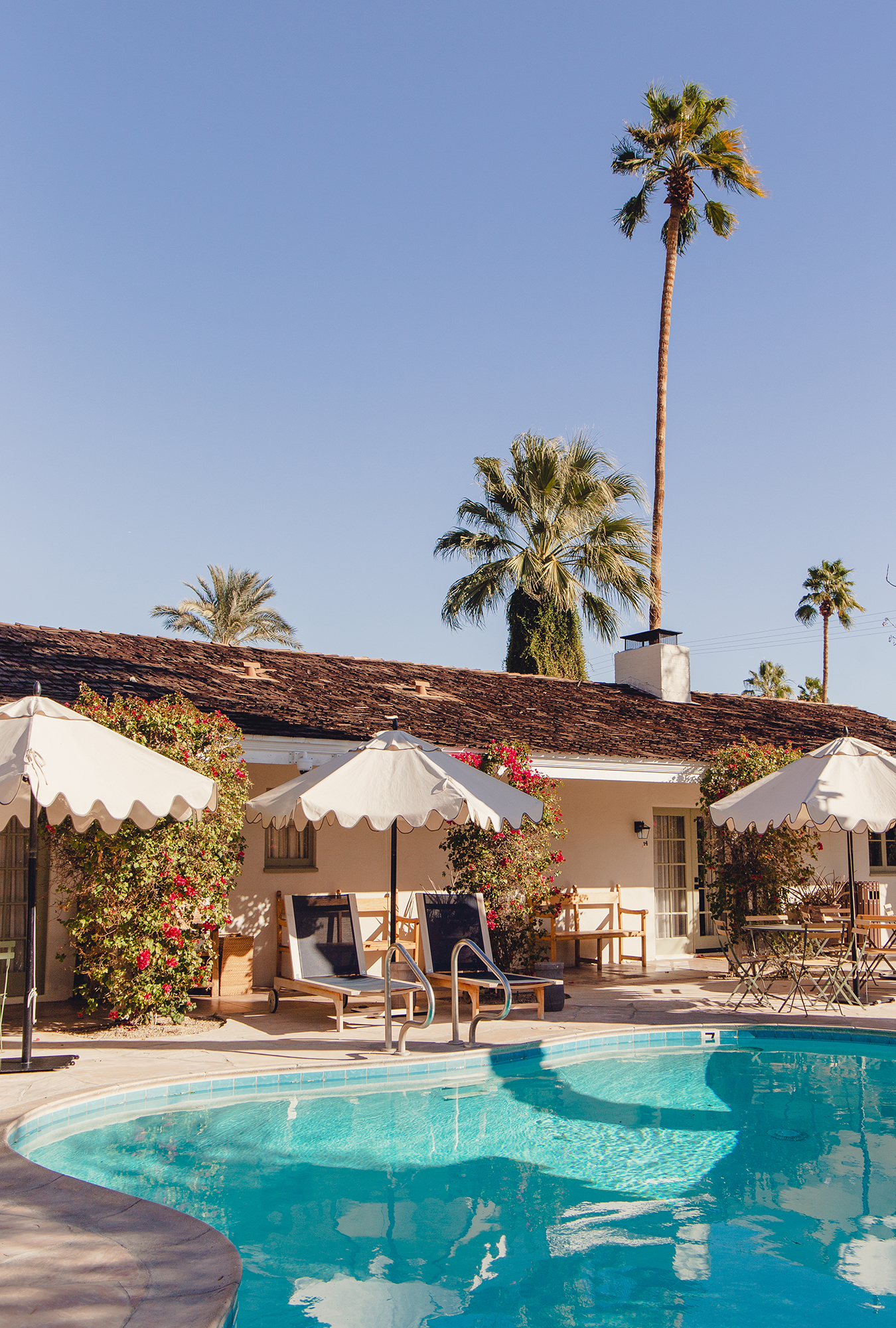 Poolside view of loungers and umbrellas with palm trees in the background at boutique hotel Casa Cody in Palm Springs, California.