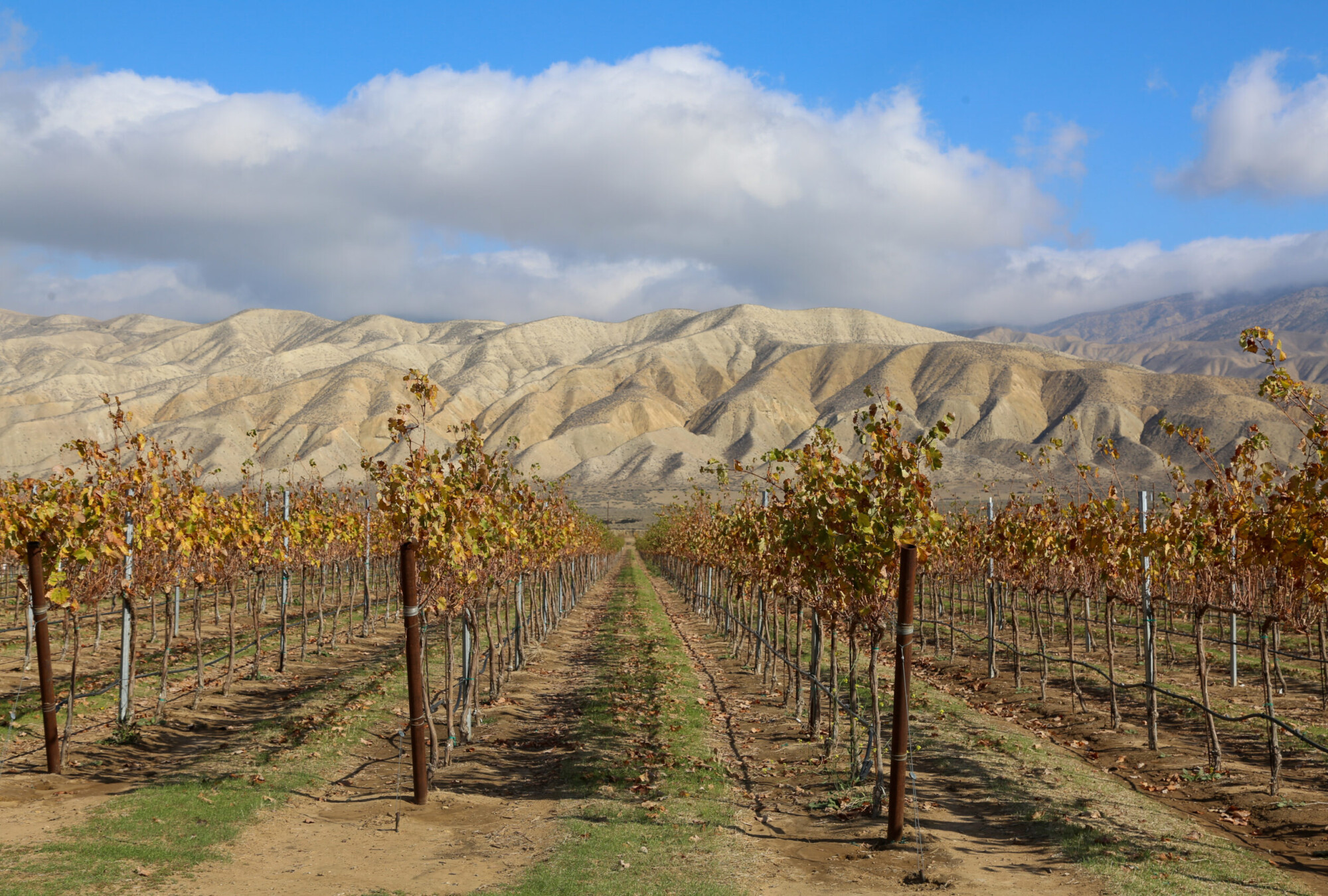 Vineyards with mountains in the background in New Cuyama, California.