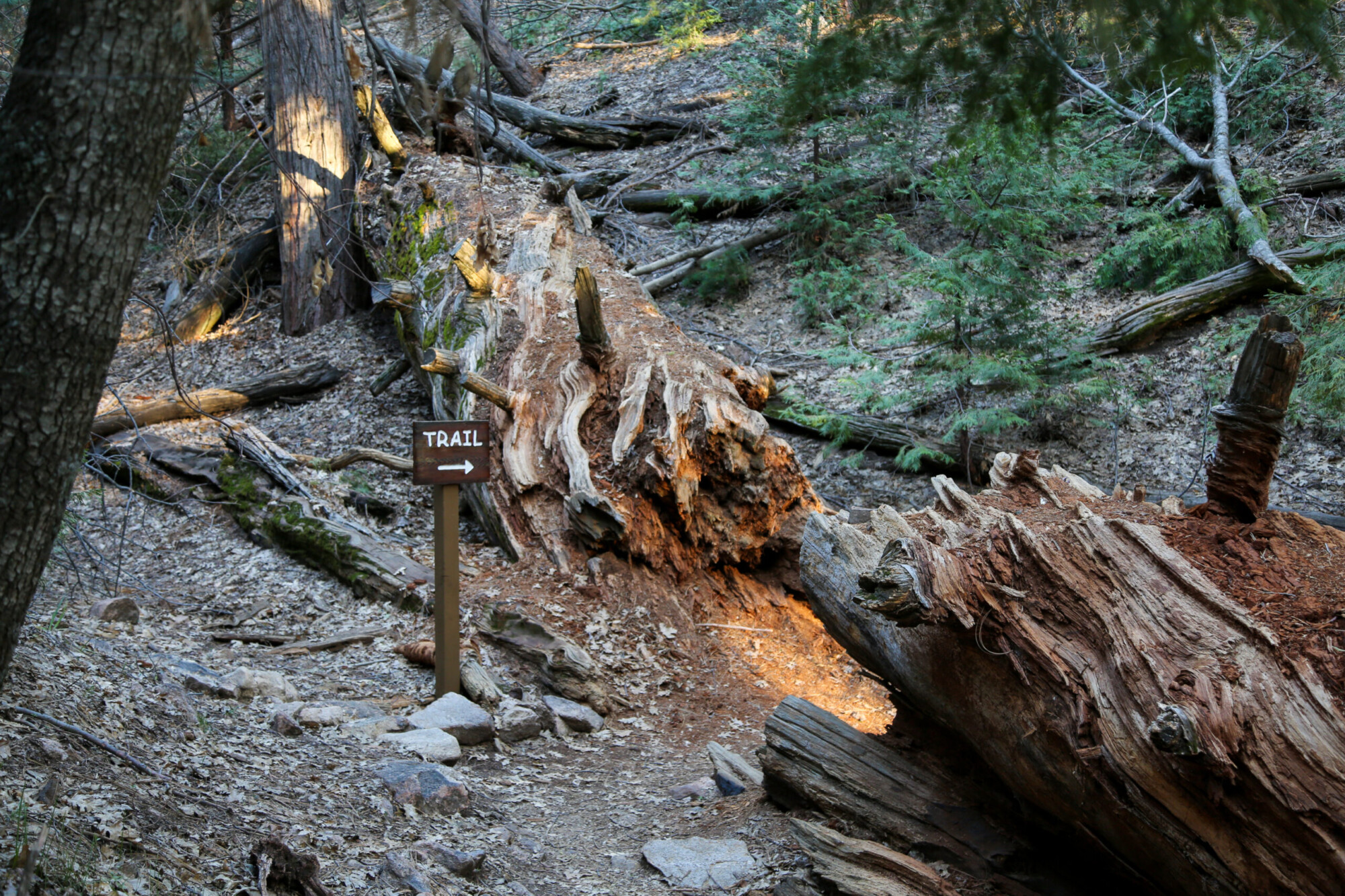View of a trail sign and a fallen trees near Lake Arrowhead, California.