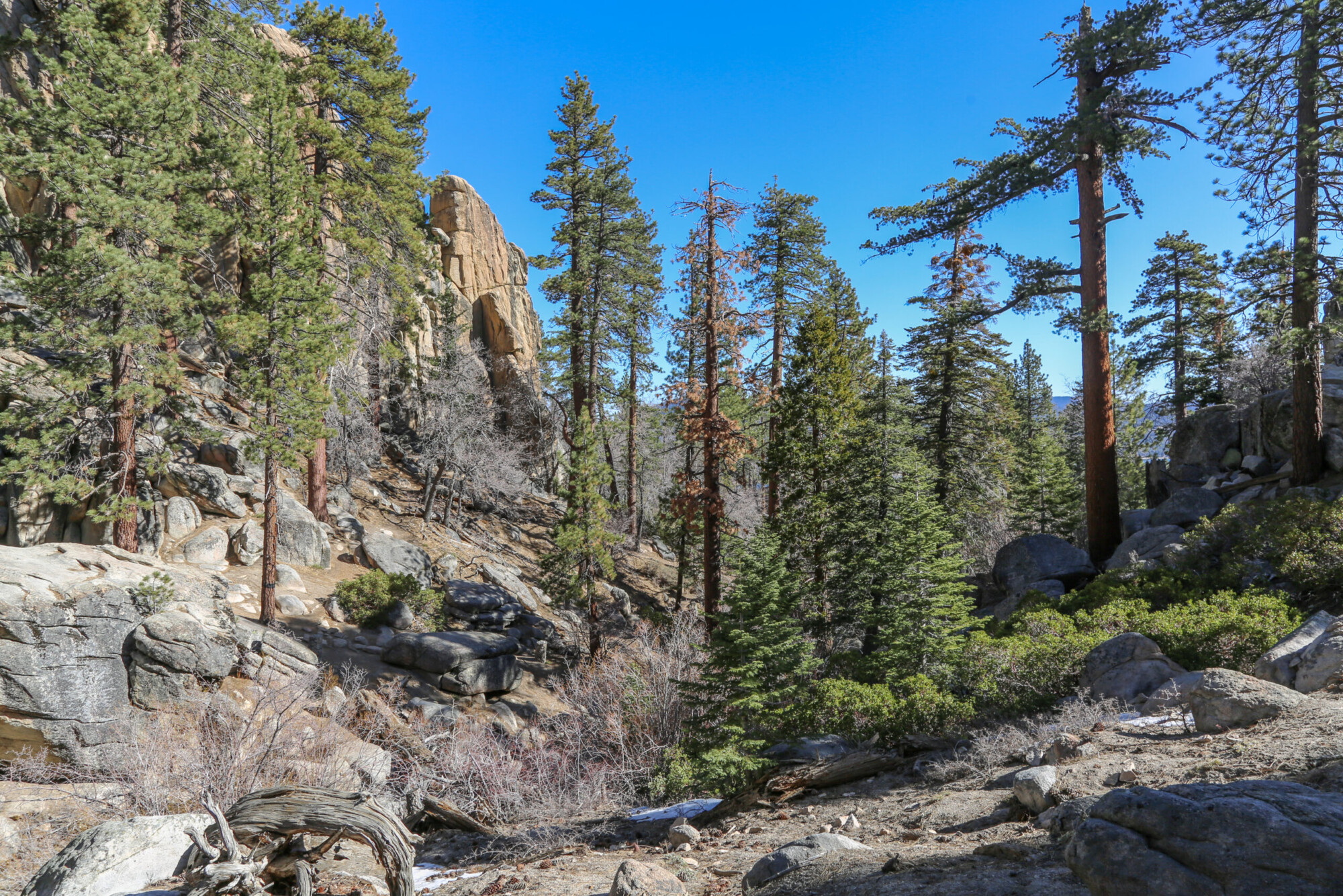 View from Castle Rock Trail of rocky landscape and conifer trees near Big Bear, California.
