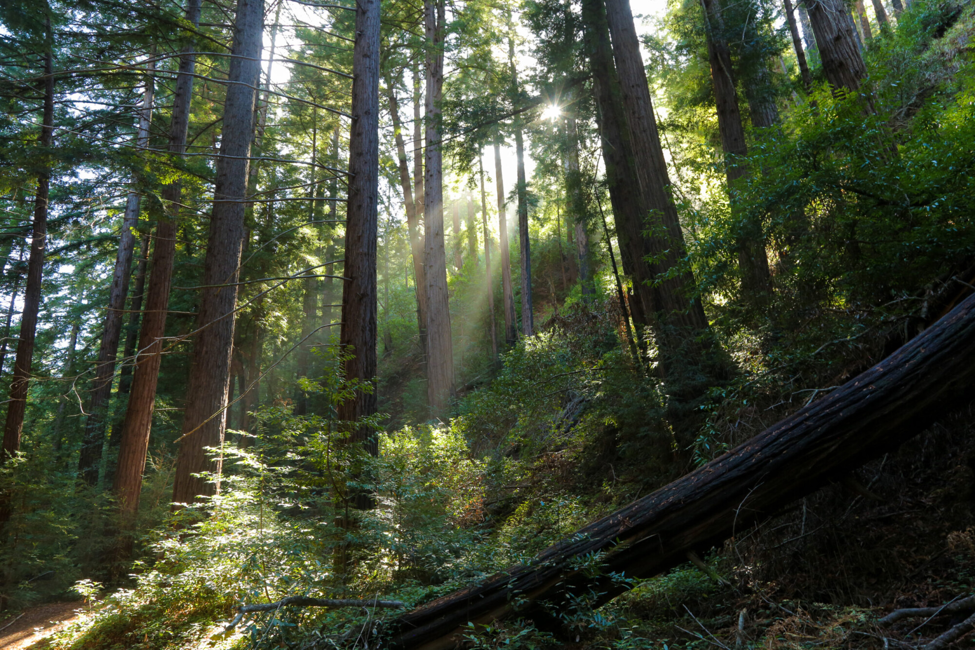 Sun filtering through the trees on a hiking trail in Big Sur, California.