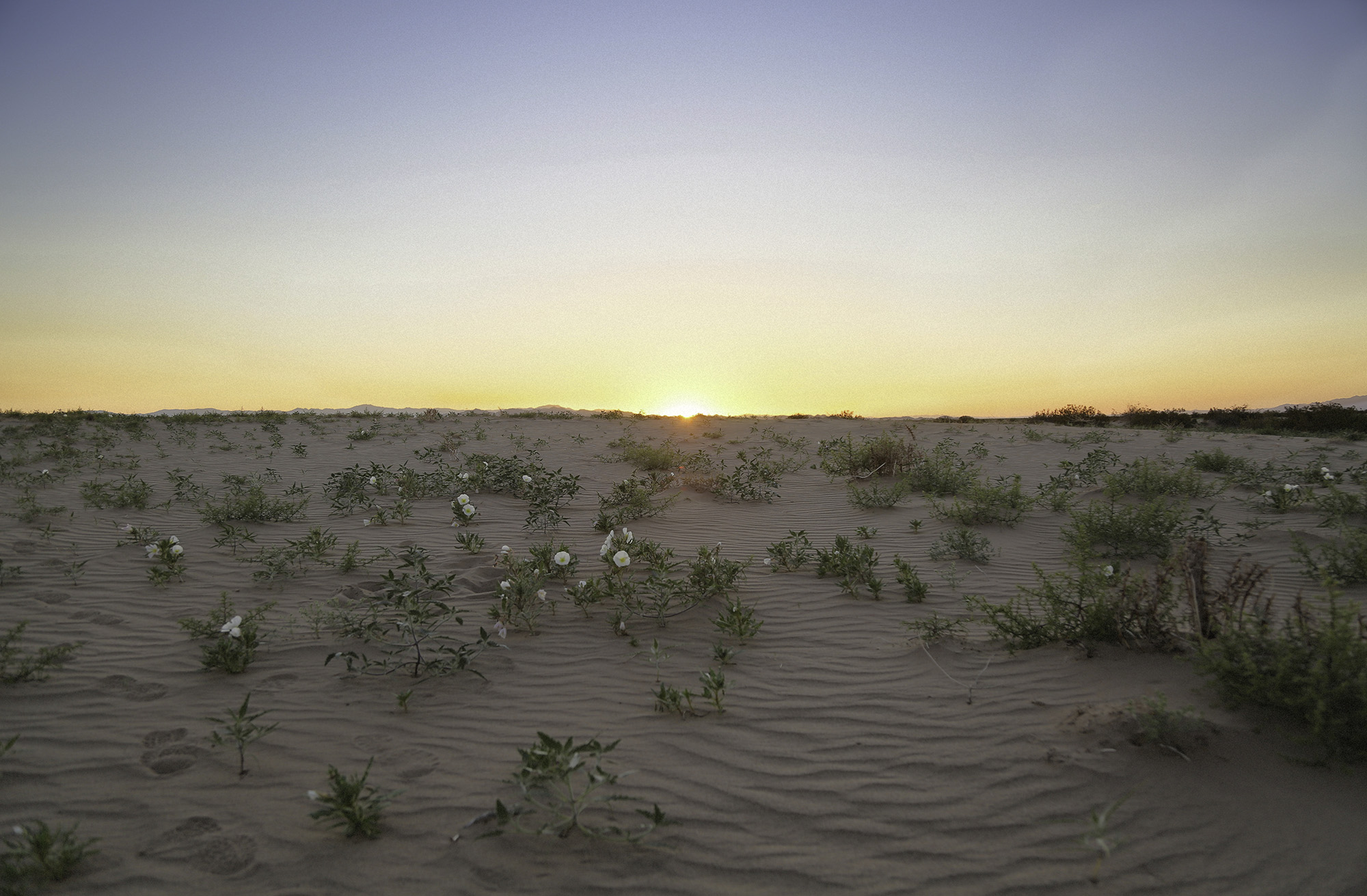 Sunset at Cadiz Sand Dunes with flowering desert plants dotting the sand dune.