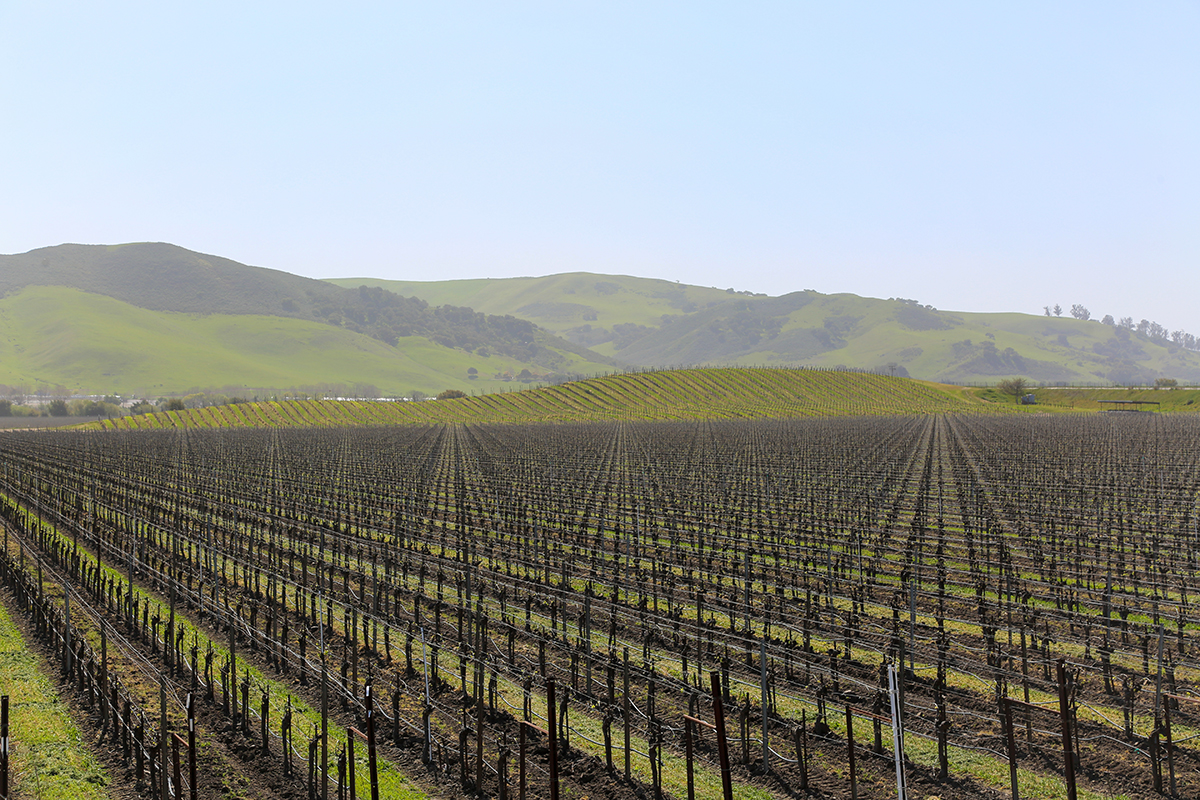 View of vineyards in the Santa Ynez Valley with a green hilly landscape in the background near Los Alamos, California.