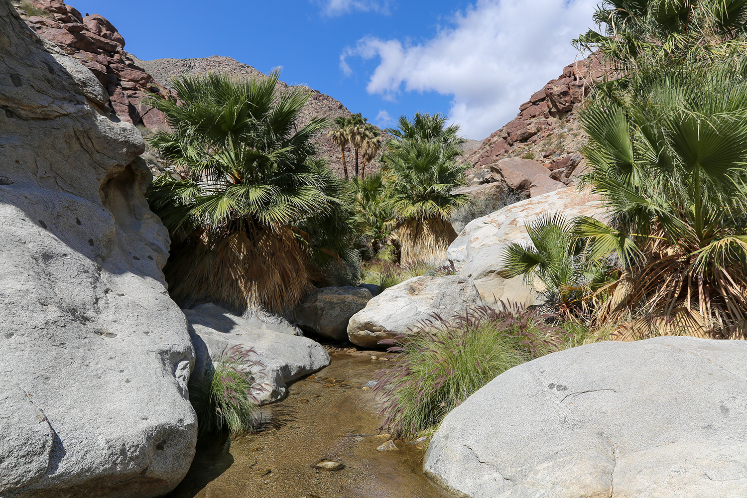 View of the oasis at the Borrego Palm Canyon in Anza Borrego State Park, California.