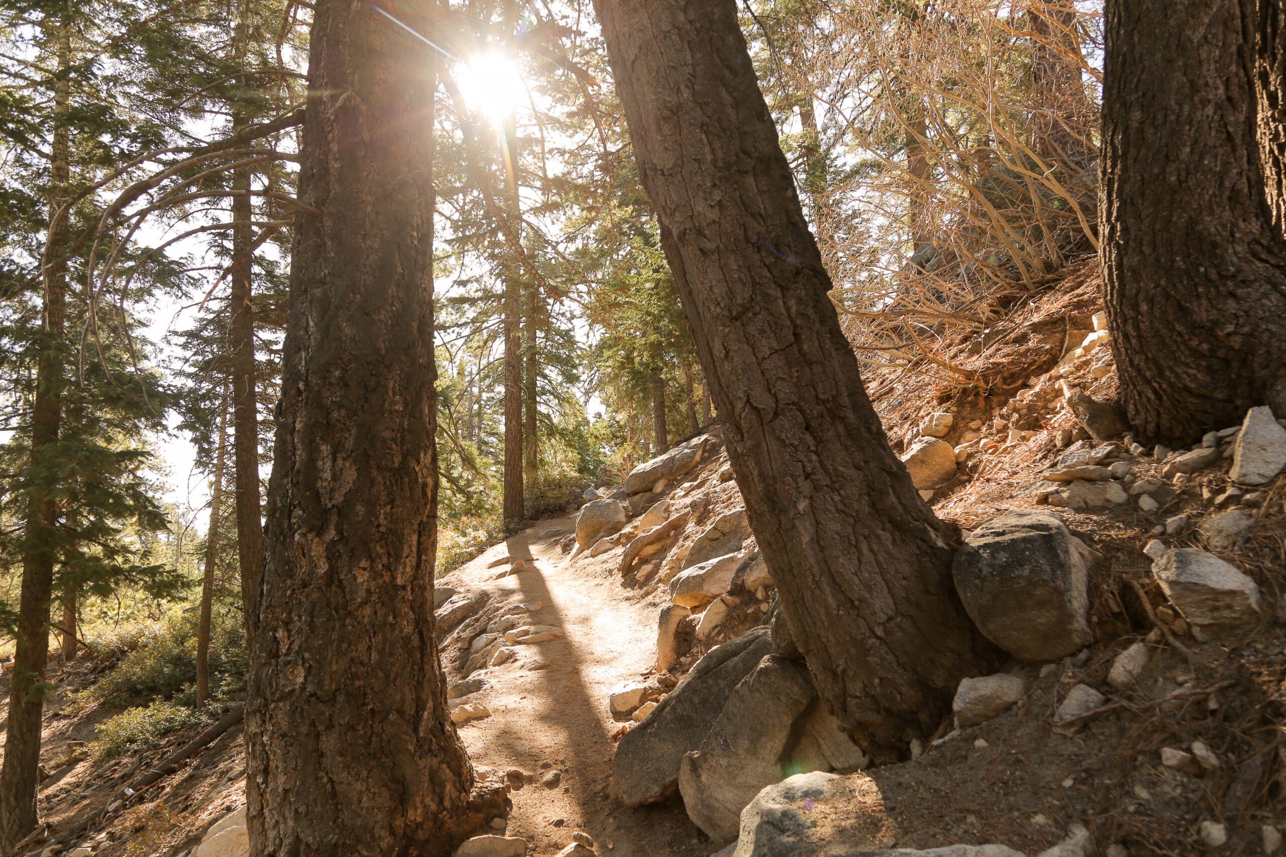 Castle Rock Trail through forested area near Lake Arrowhead, California.