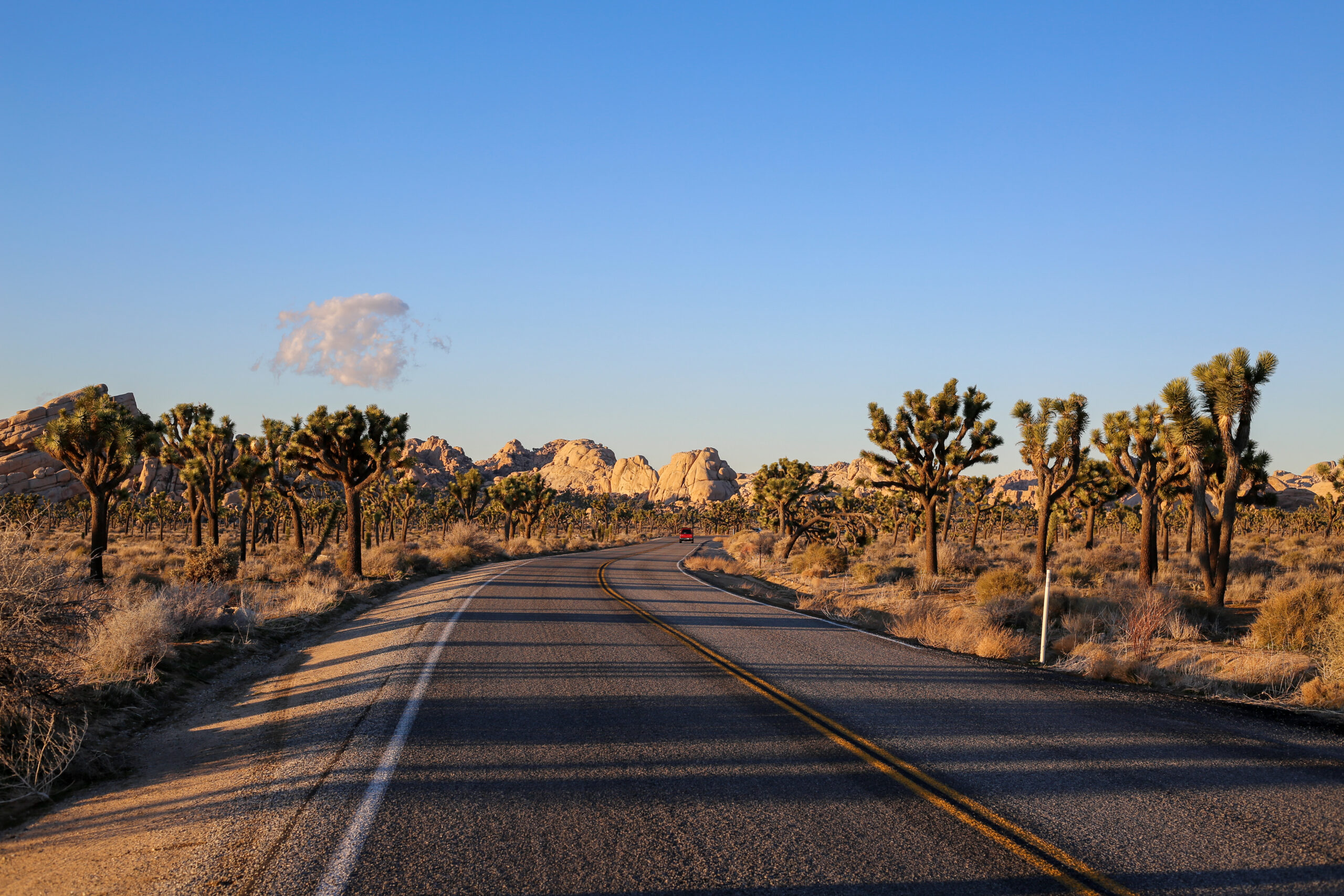 Large Joshua Trees flanking the main paved road with boulders in the distance in Joshua Tree National Park, California.