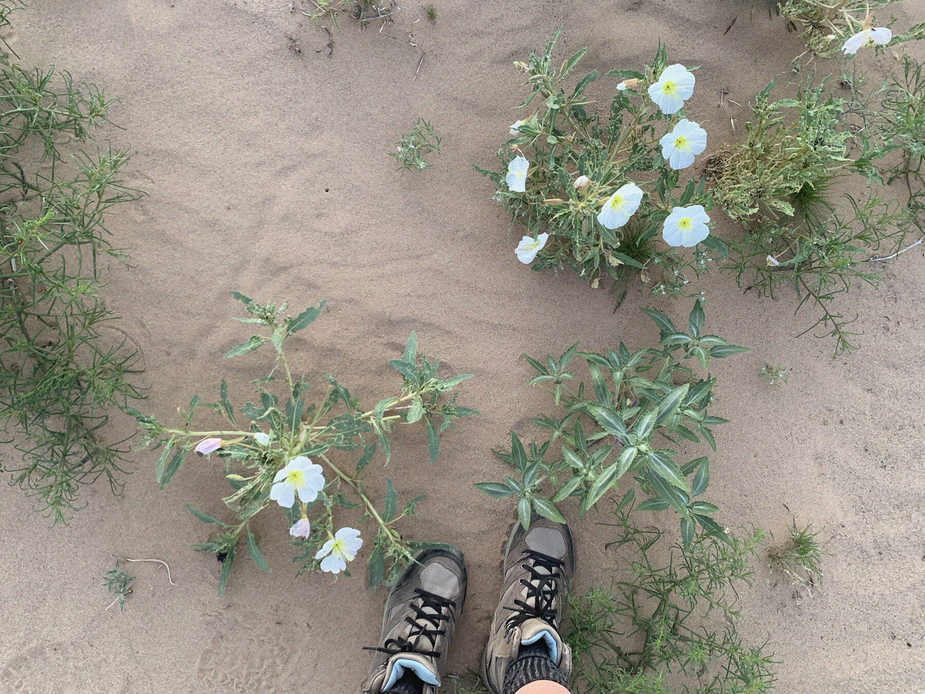 View from above of a hiker's boots and some desert vegetation in bloom at Cadiz Sand Dunes, California.