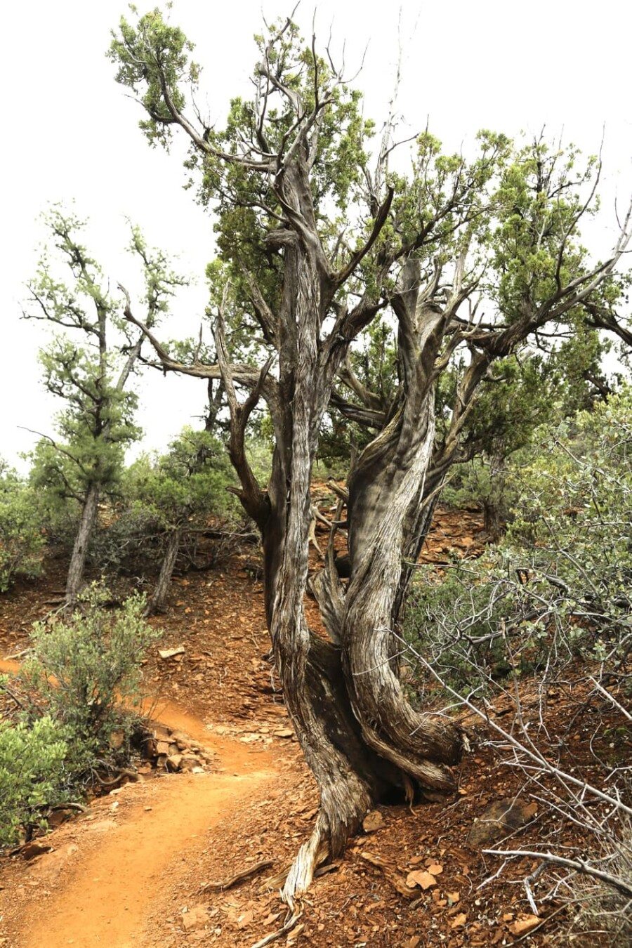 Hiking trail to a vortex in Sedona, California.