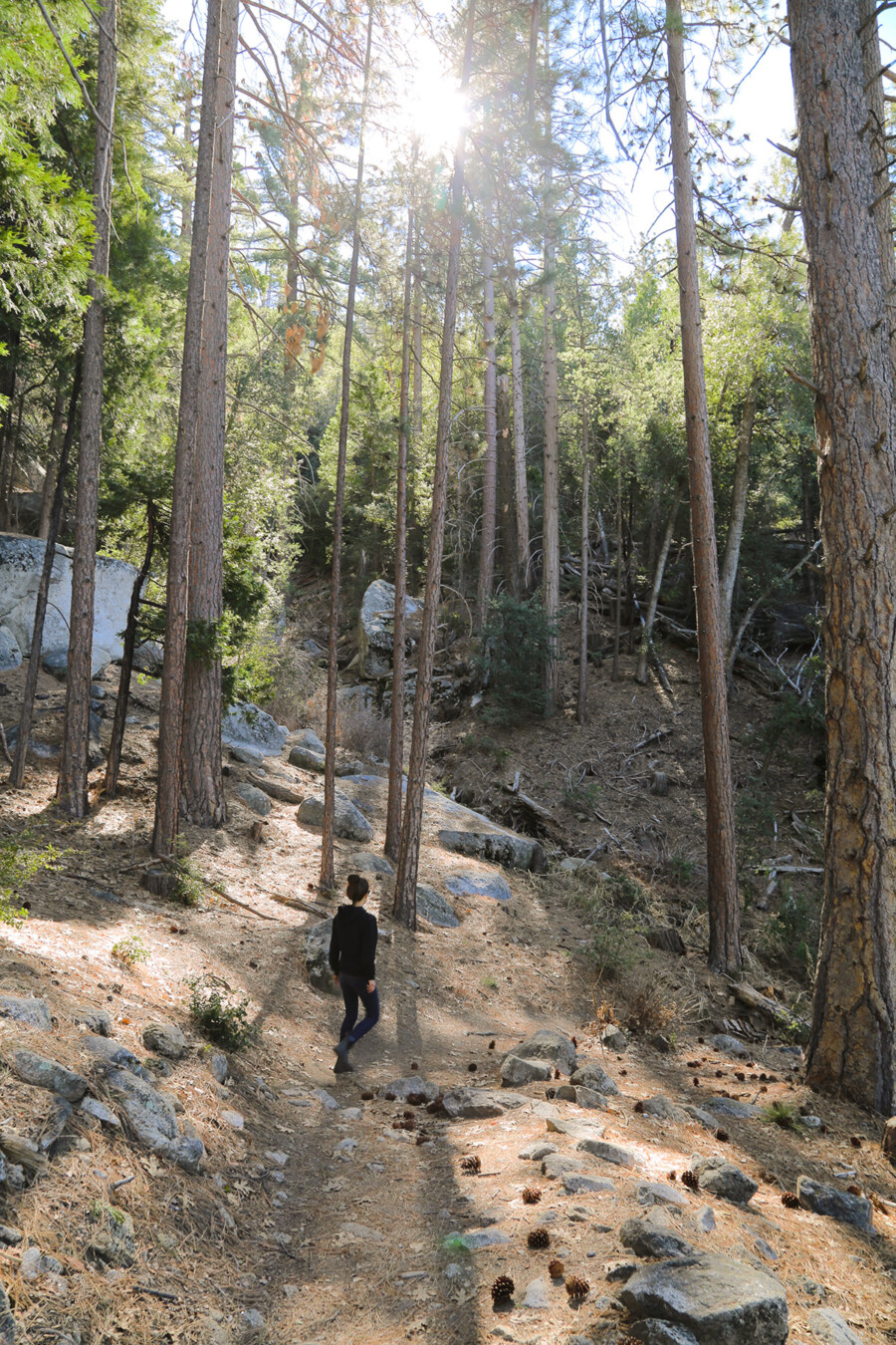 A woman hiking through tall trees on a trail in Idyllwild, California.
