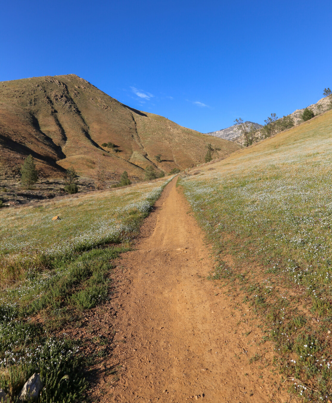 Spring view of a hiking path with small wildflowers in bloom on Cannel Meadow Trail in Kernville, California.
