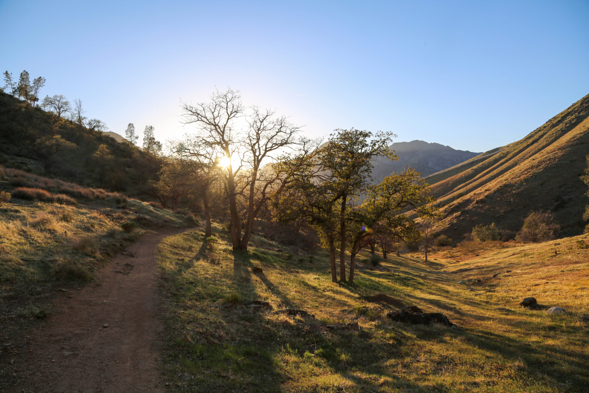 Sunset view of a small grouping of trees against the hilly landscape of Cannel Meadow Trail in Kernville, California.