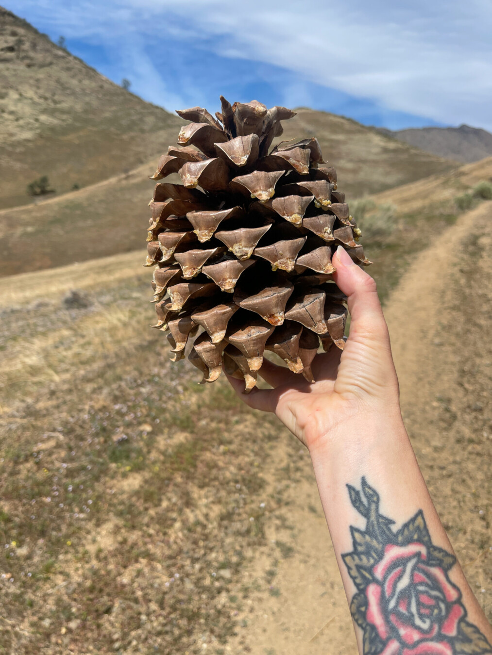 A photo of a huge pine cone being held by someone with a rose tattoo on their arm on the Cannel Meadow Trail in Kernville, California.