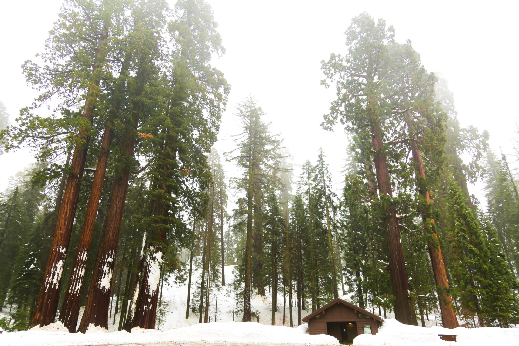 Winter scene of a small building and sequoia trees blanketed in snow in Sequoia National Forest.