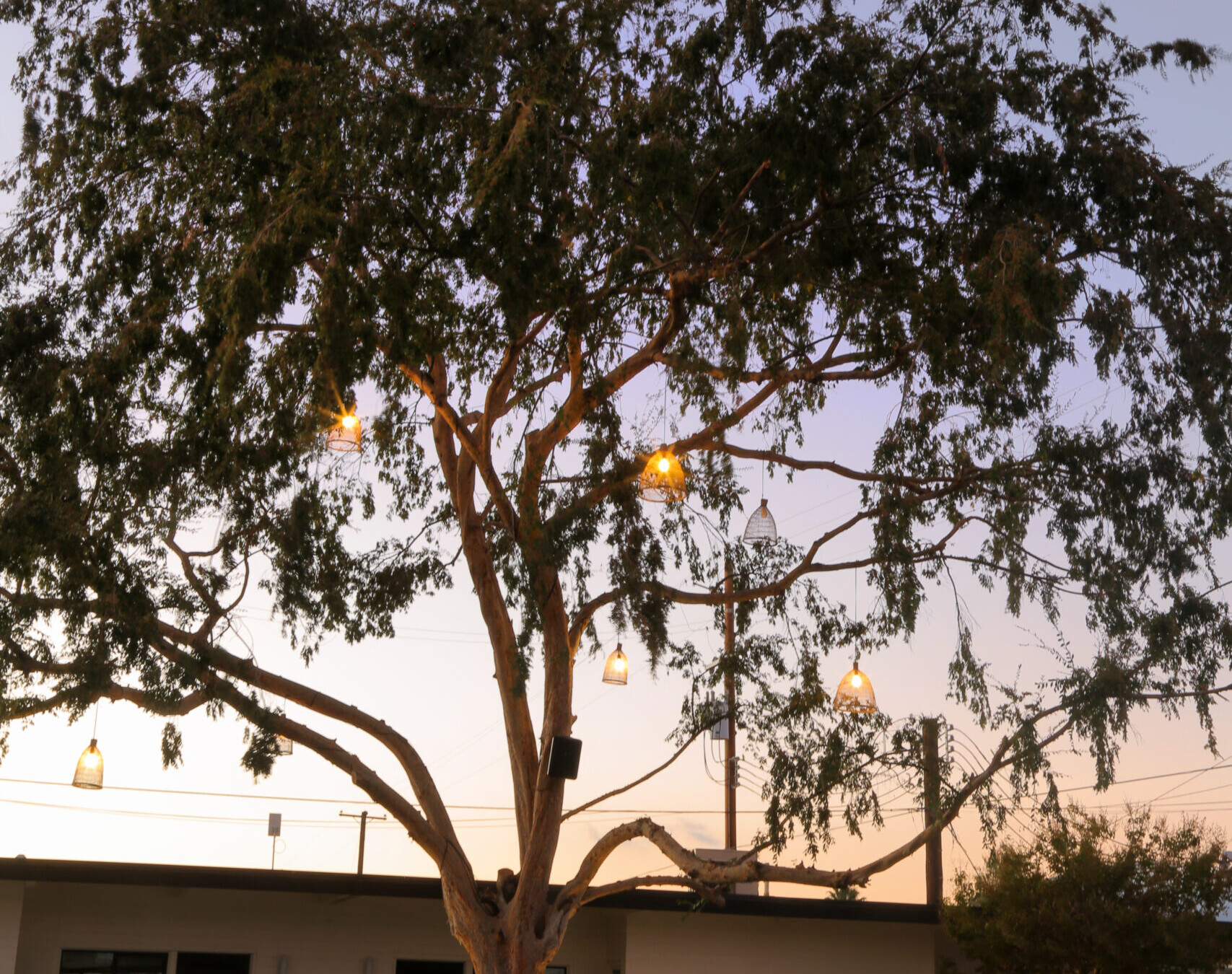 Sunset view of a mature tree with several shining chandeliers hung in it in New Cuyama, California.
