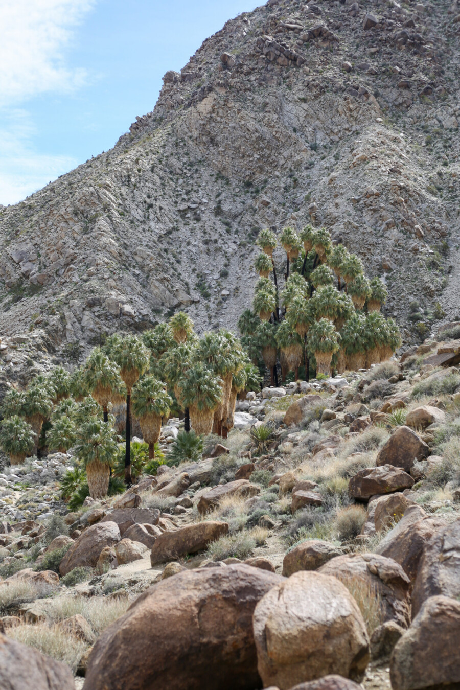 View of the palm oasis set against the rocky landscape on the 49 Palms Oasis trail in Joshua Tree National Park, California.