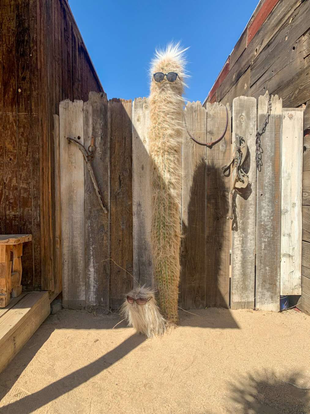 A cactus with one short and one long arm both wearing sunglasses in Pioneertown, California.