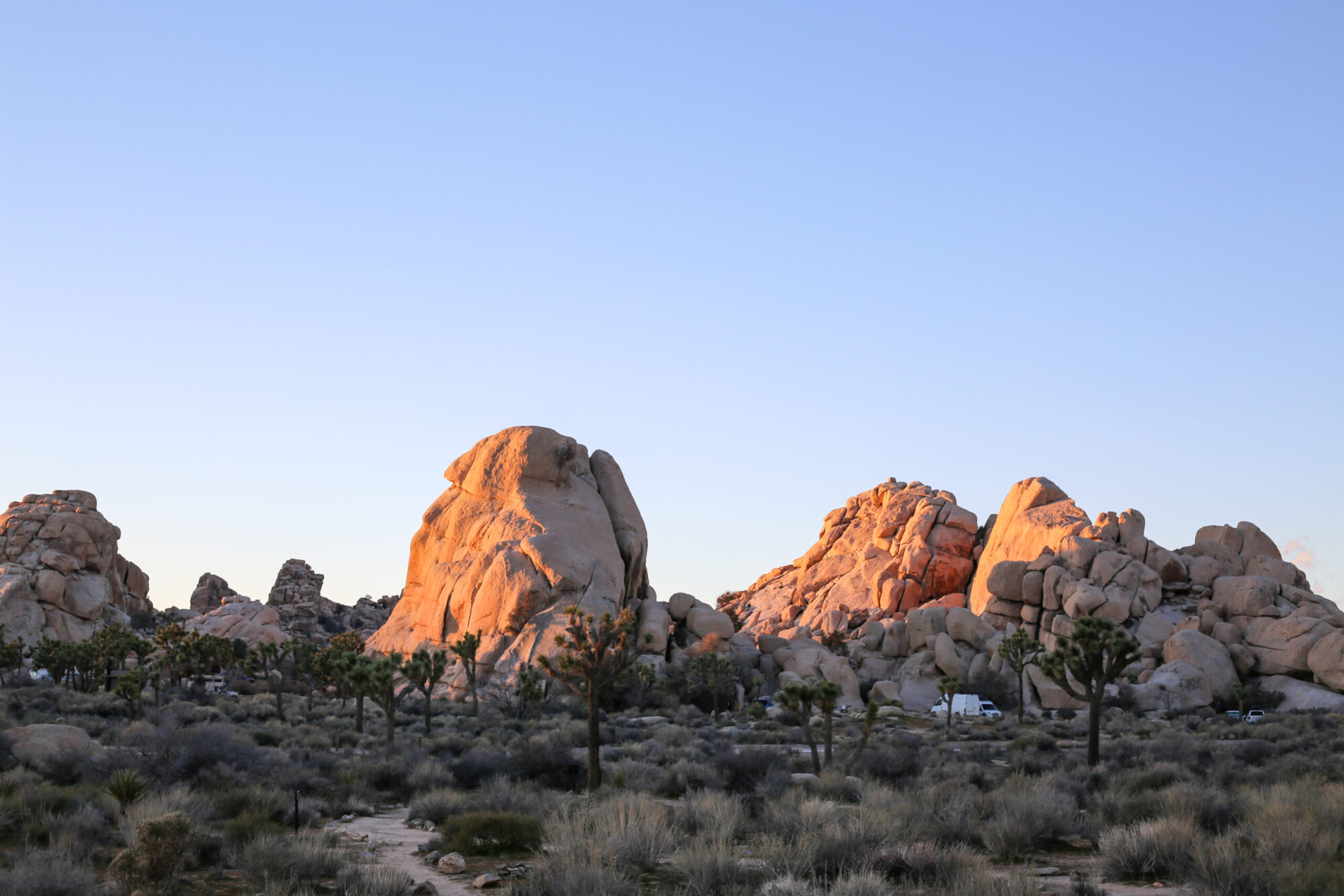 Landscape view of Joshua Trees with large boulder formations in the background in Joshua Tree National Park, California.