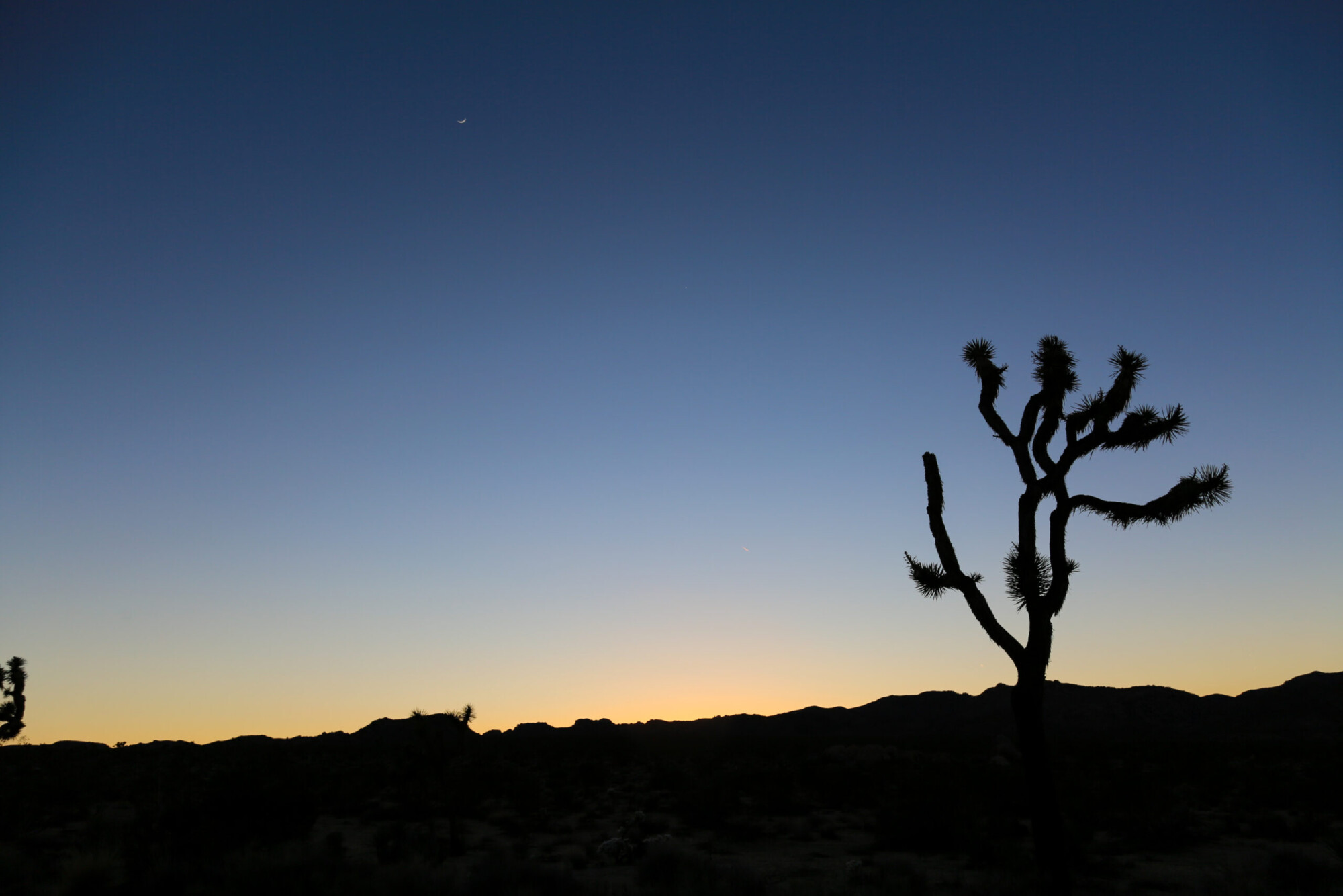 Sunset silhouette of a Joshua Tree against a yellow and blue sky in Joshua Tree National Park, California.