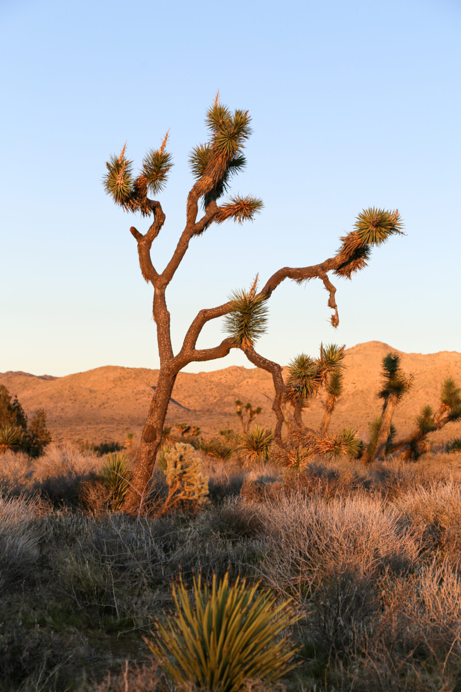 Golden hour photo of a landscape featuring a Joshua Tree near Joshua Tree National Park, California.