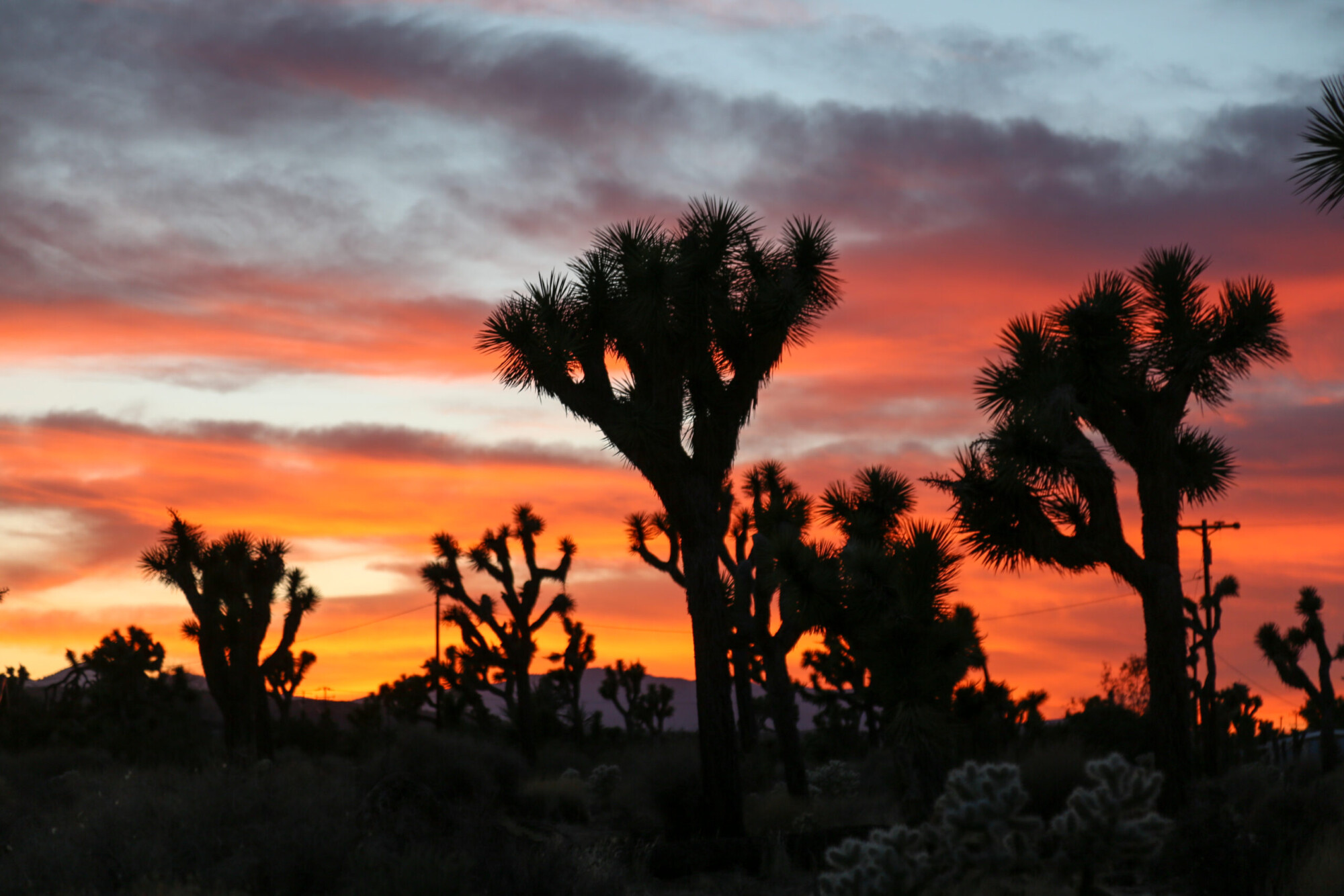 Joshua Tree silhouettes against a red and yellow sunset sky near Joshua Tree National Park, California.