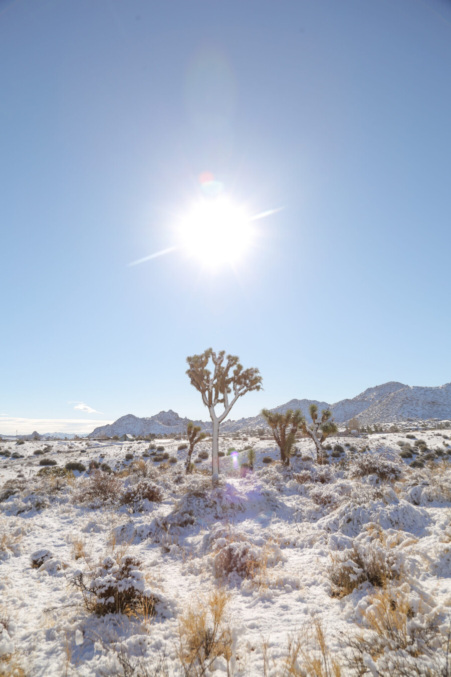 A rare snow day in Pioneertown near Joshua Tree California. Image shows snow on the ground and on a few Joshua Trees with mountains in the background.