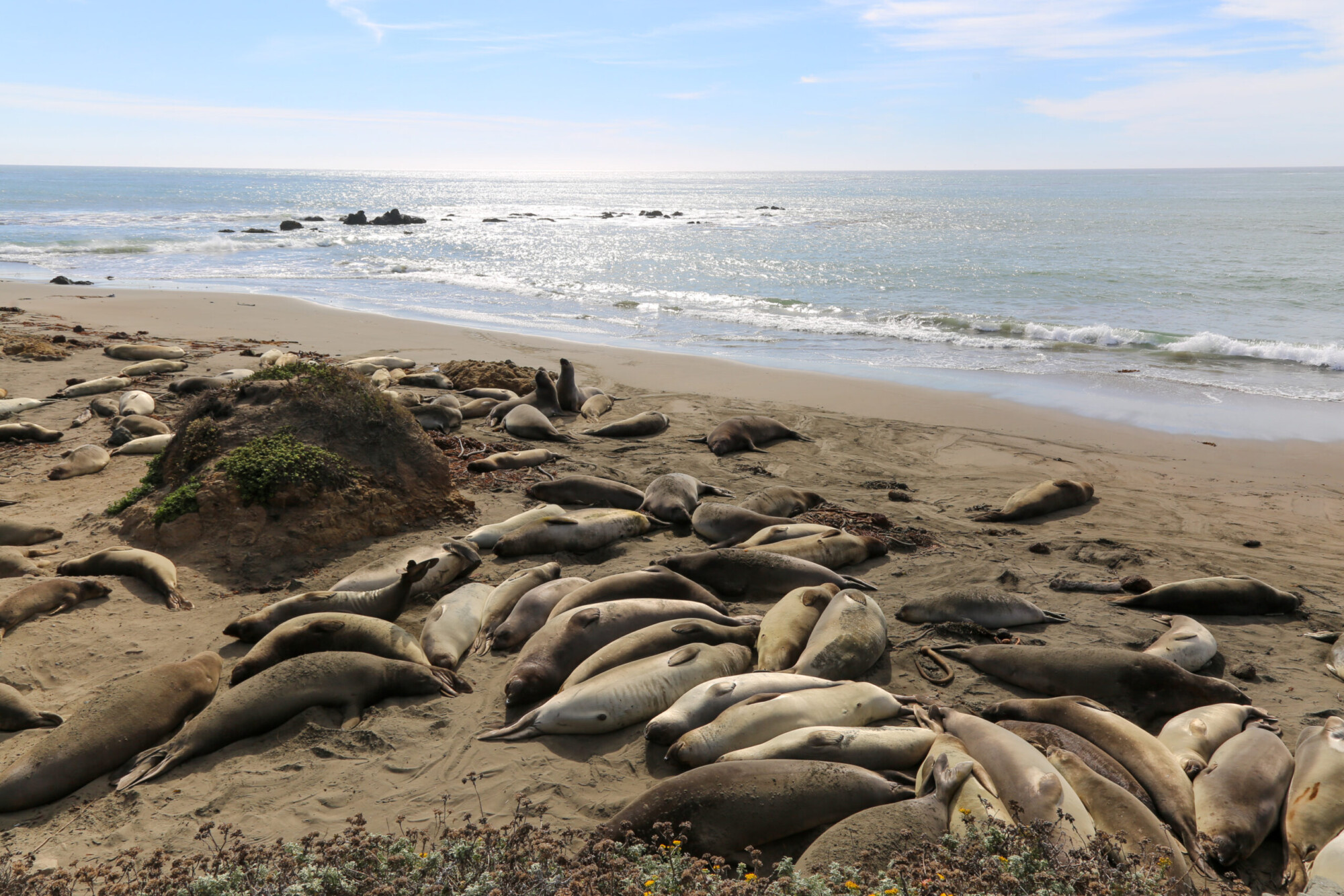 Elephant seals on the beach at the Piedras Blancas Rookery in San Simeon, California.